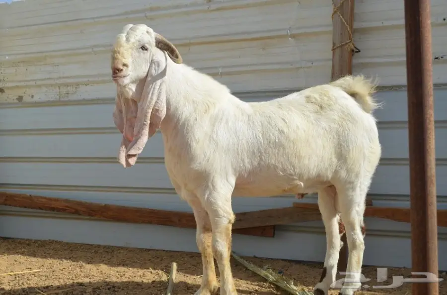 تيس هولندي (image 2)