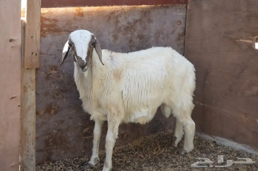 طلي ناءم للبيع - فرصة لا تُفوّت! (image 2)