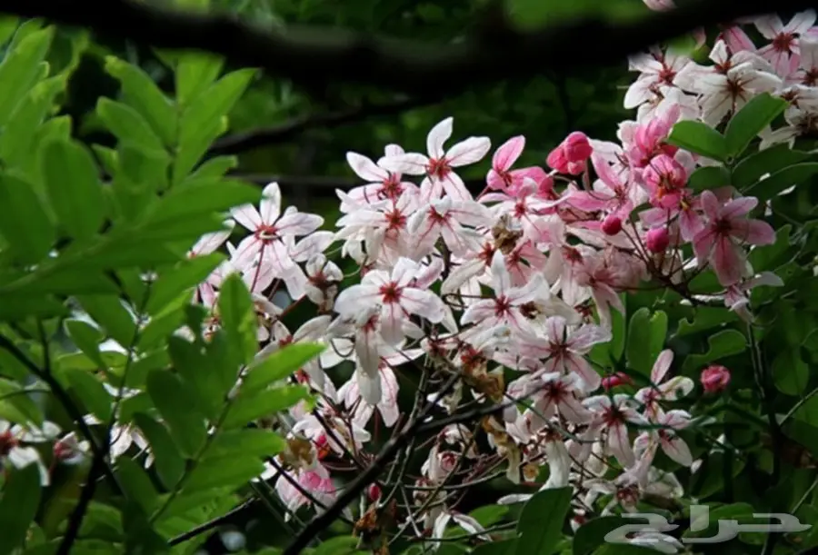 بذور كاسيا الوردي (image 1)