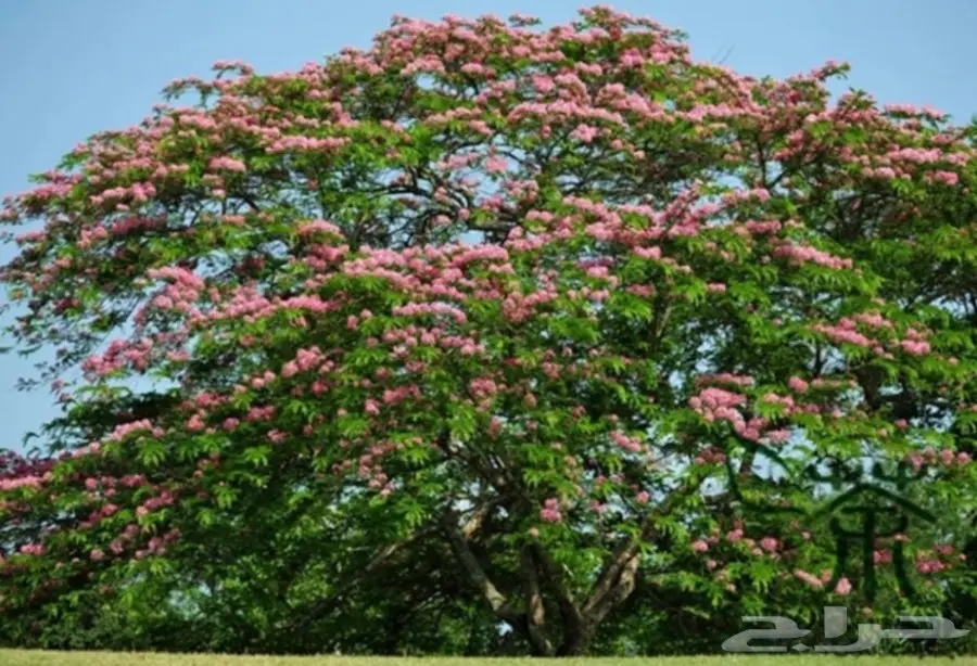 بذور كاسيا الوردي (image 2)