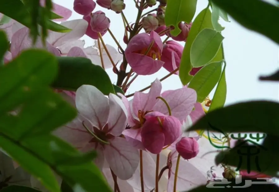 بذور كاسيا الوردي