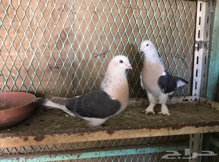 زوج ودعي موجود الحد