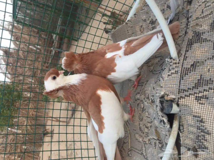 جوز بالغاري الأصيل - فرصة لا تُفوّت! (image 1)