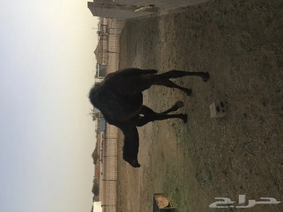 حصان أصيل أصفر - فرس للبيع (image 3)