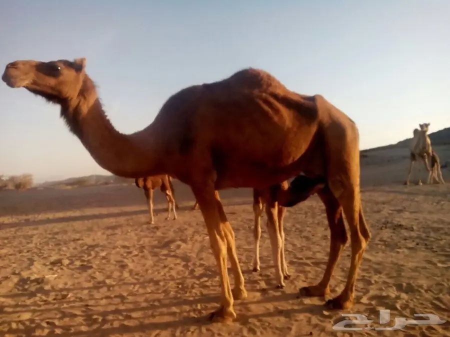 خلفات للبيع (image 2)