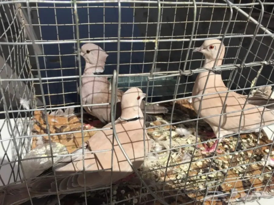 قمري ابو طوق ذكرين وانثى صوته طرب