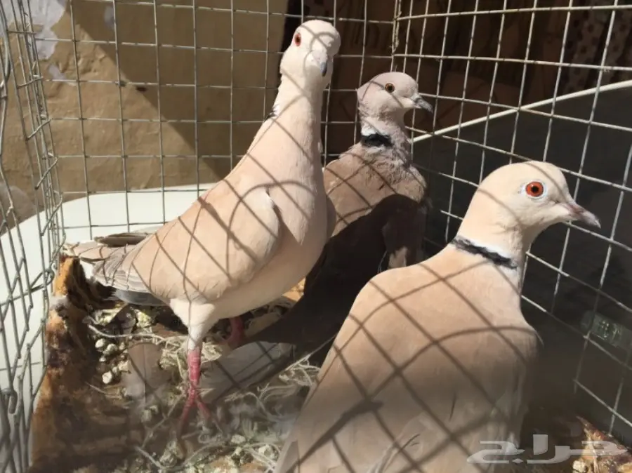 قمري ابو طوق ذكرين وانثى صوته طرب (image 1)