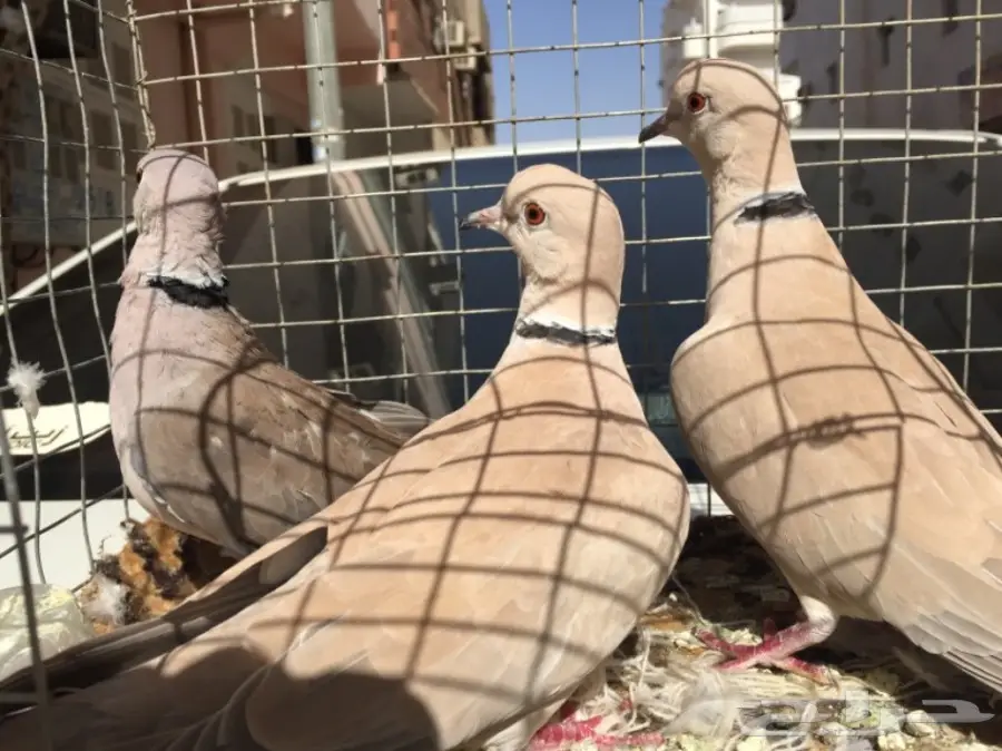 قمري ابو طوق ذكرين وانثى صوته طرب (image 2)