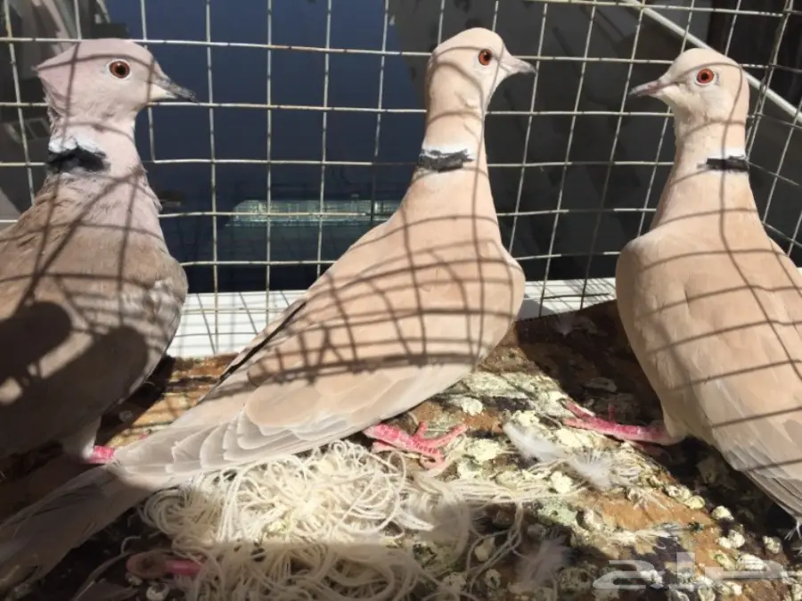 قمري ابو طوق ذكرين وانثى صوته طرب (image 3)