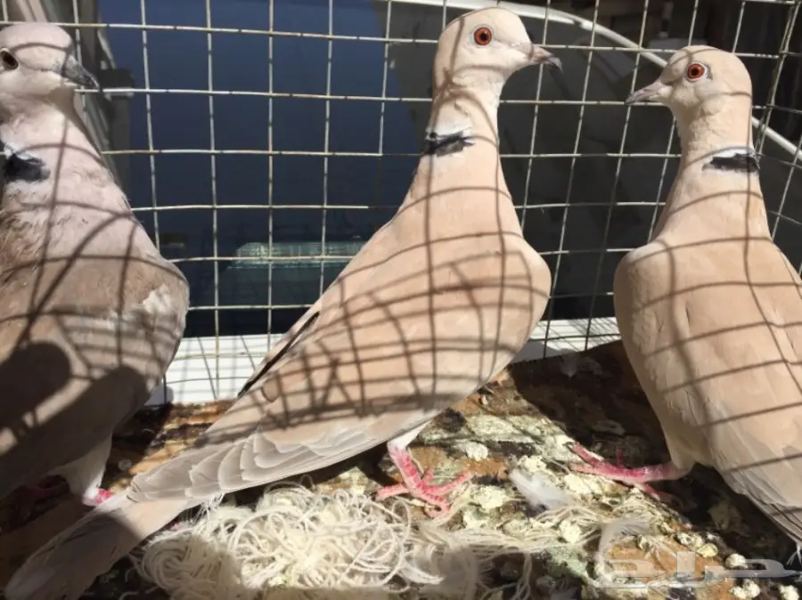 قمري ابو طوق ذكرين وانثى صوته طرب (image 4)