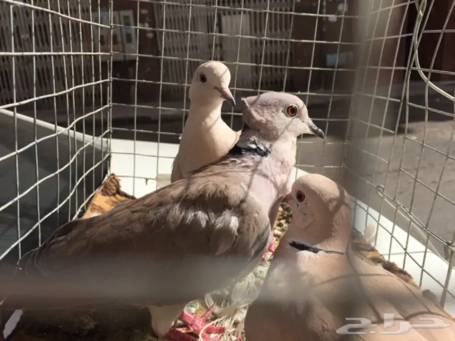 قمري ابو طوق ذكرين وانثى صوته طرب (image 5)