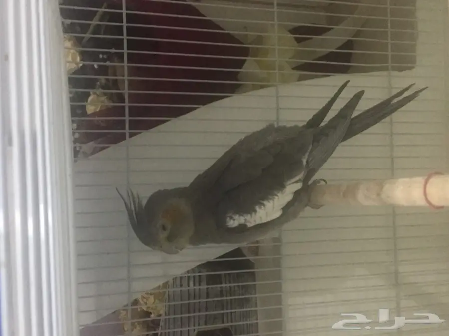 كروان للبيع 