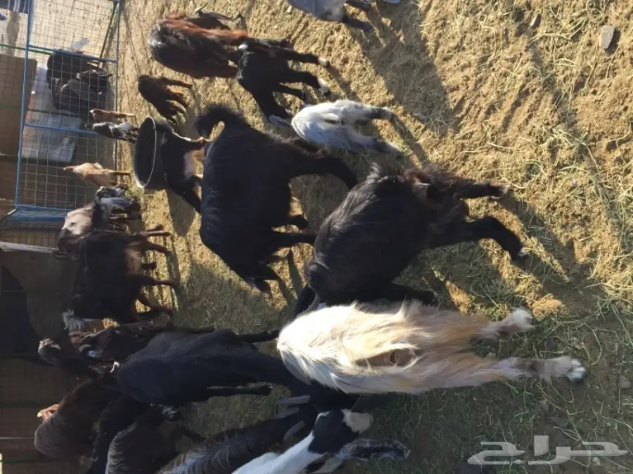 معزا مشاكيل لأهل المقنى (image 1)