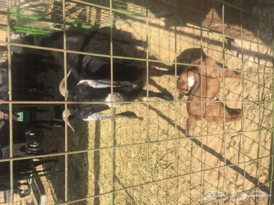 معزا مشاكيل لأهل المقنى (image 6)