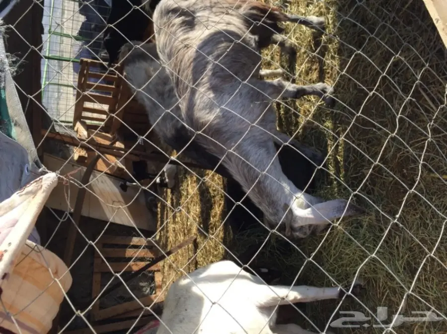 معزا مشاكيل لأهل المقنى (image 7)