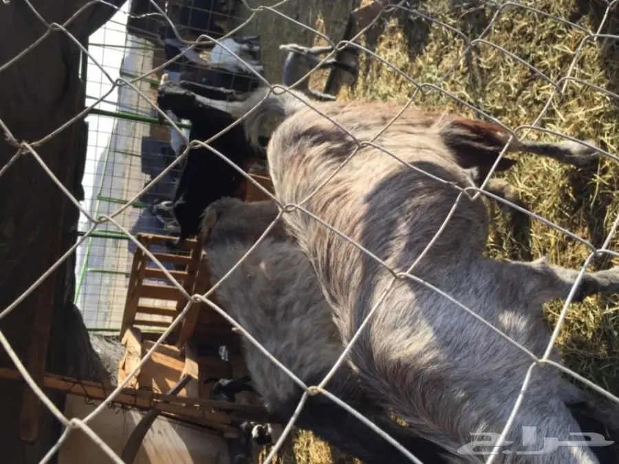 معزا مشاكيل لأهل المقنى (image 8)