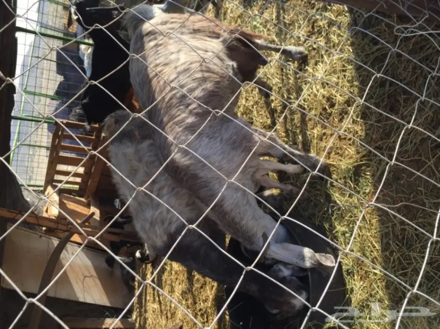 معزا مشاكيل لأهل المقنى (image 10)