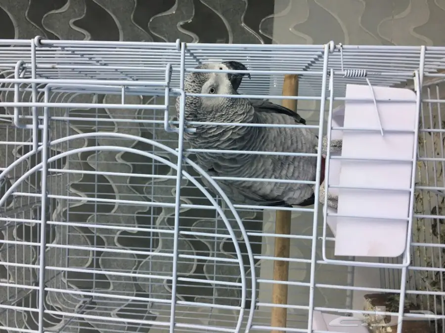 ببغاء افريقي متكلم سوبو سوبر جامبو