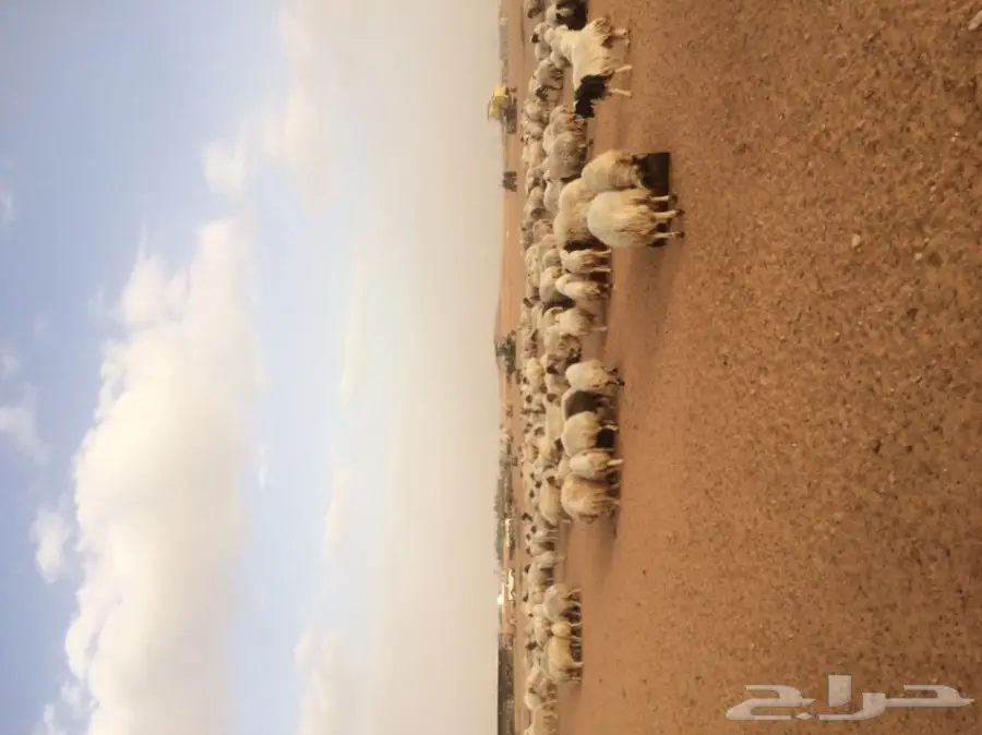 غنم نعيم مرح 