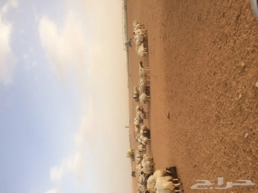 غنم نعيم مرح  (image 1)