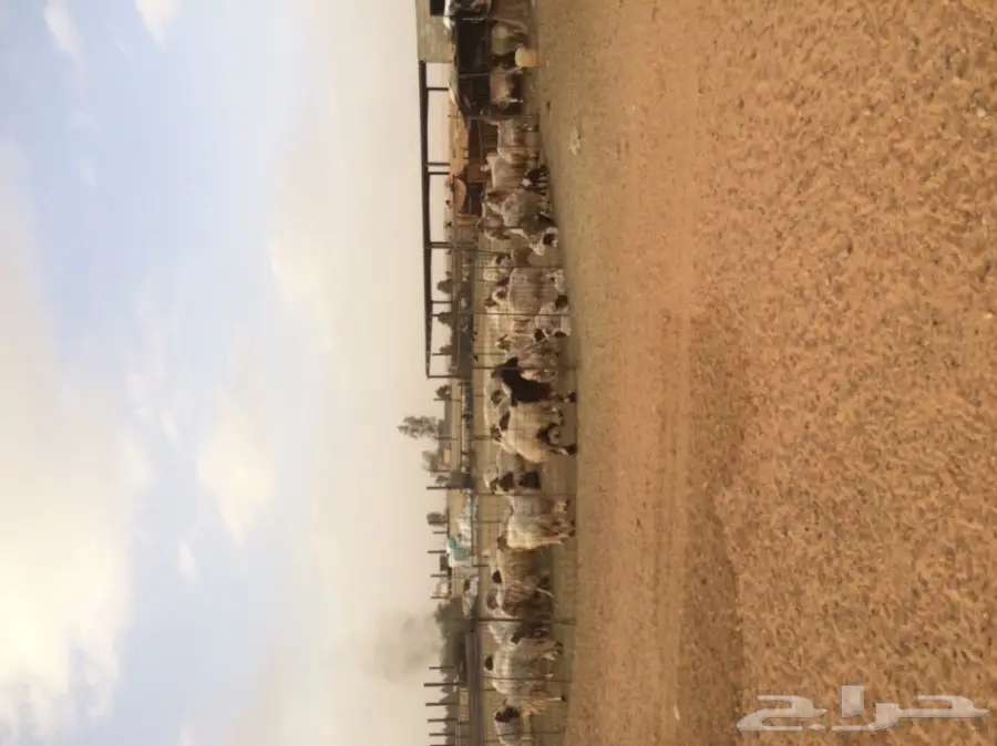 غنم نعيم مرح  (image 2)