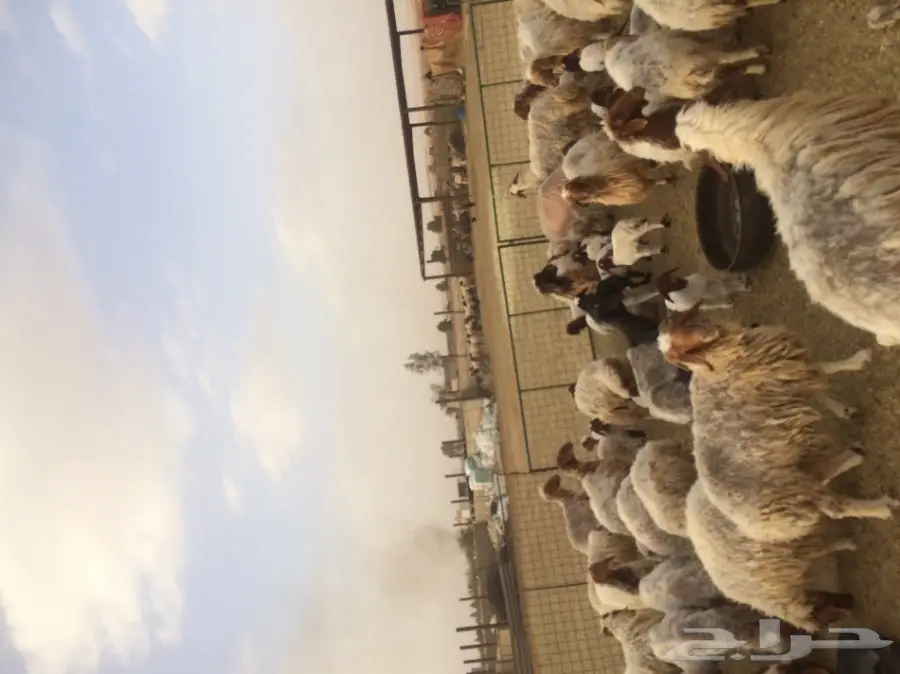 غنم نعيم مرح  (image 3)