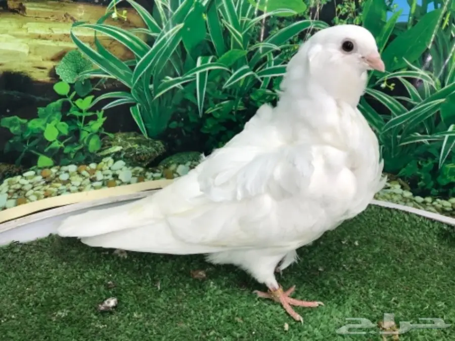 كشكشي  4  فردات