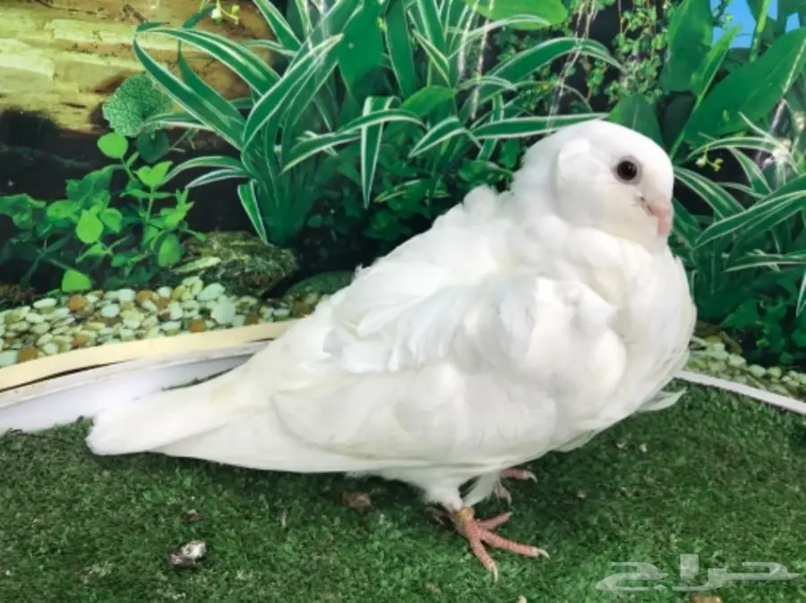 كشكشي  4  فردات (image 1)