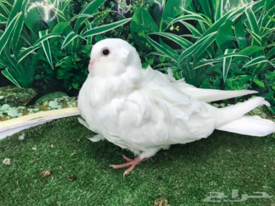 كشكشي  4  فردات (image 2)