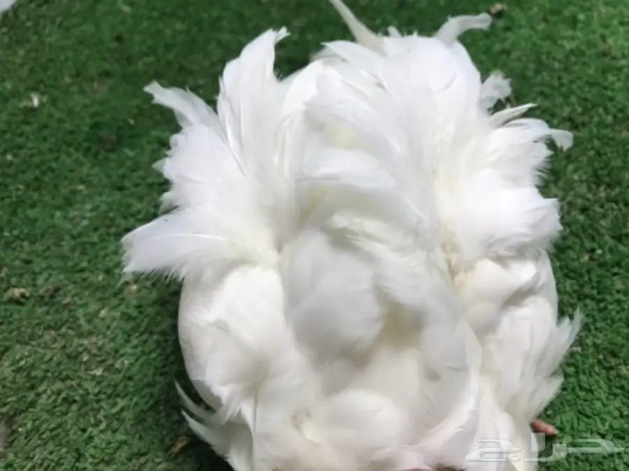 كشكشي  4  فردات (image 3)