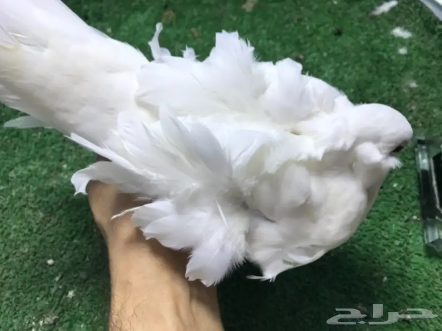 كشكشي  4  فردات (image 4)