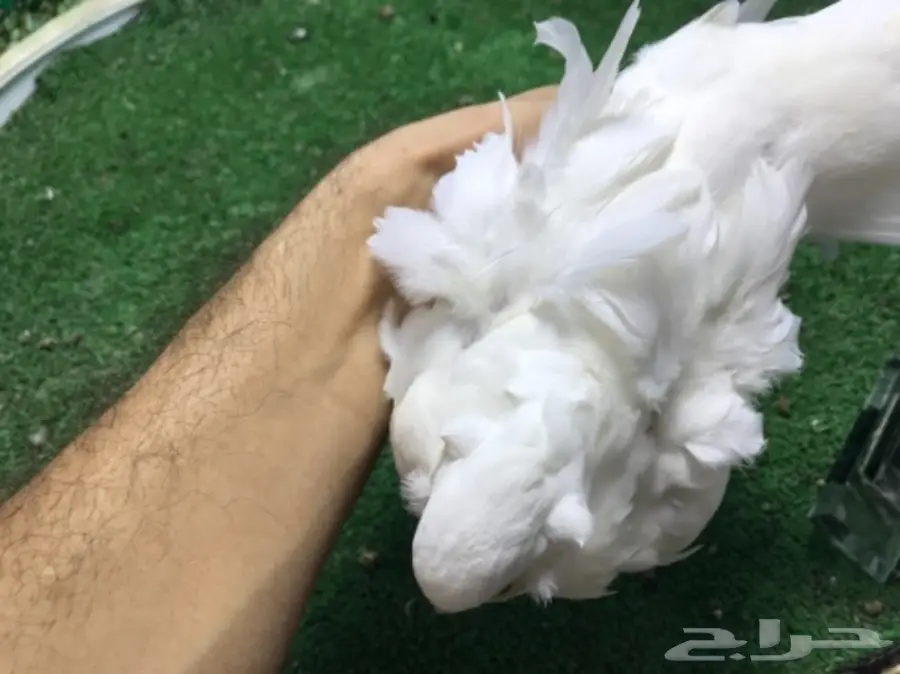 كشكشي  4  فردات (image 5)