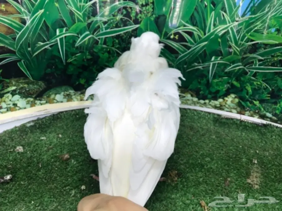 كشكشي  4  فردات (image 6)