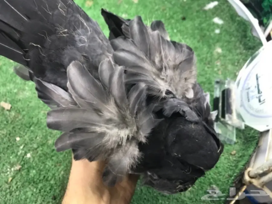 كشكشي  4  فردات (image 7)