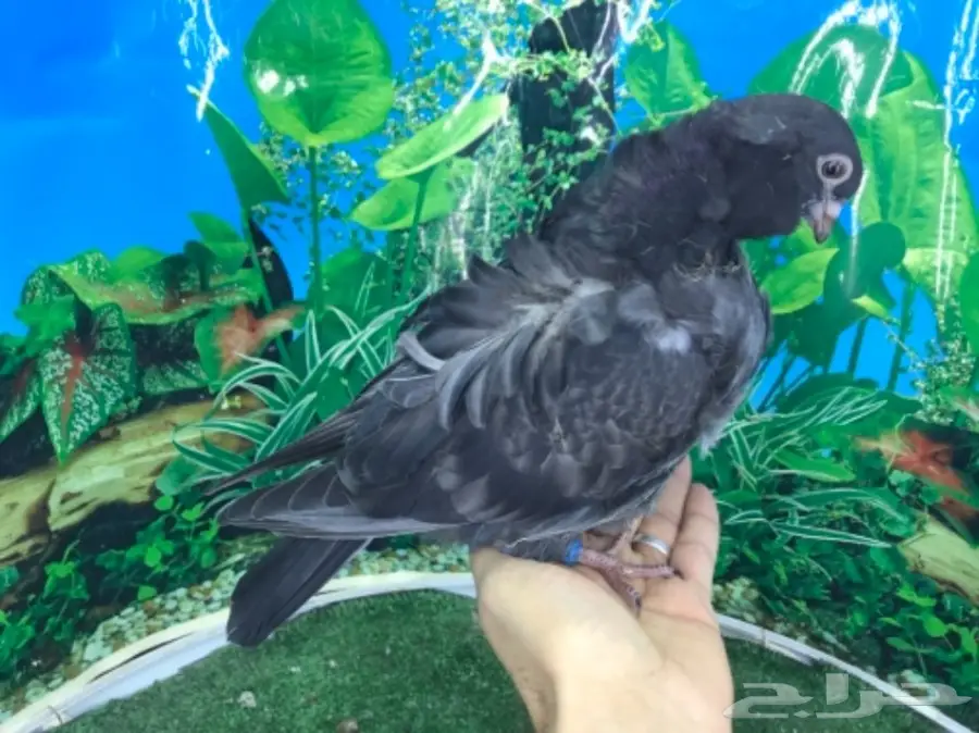 كشكشي  4  فردات (image 8)