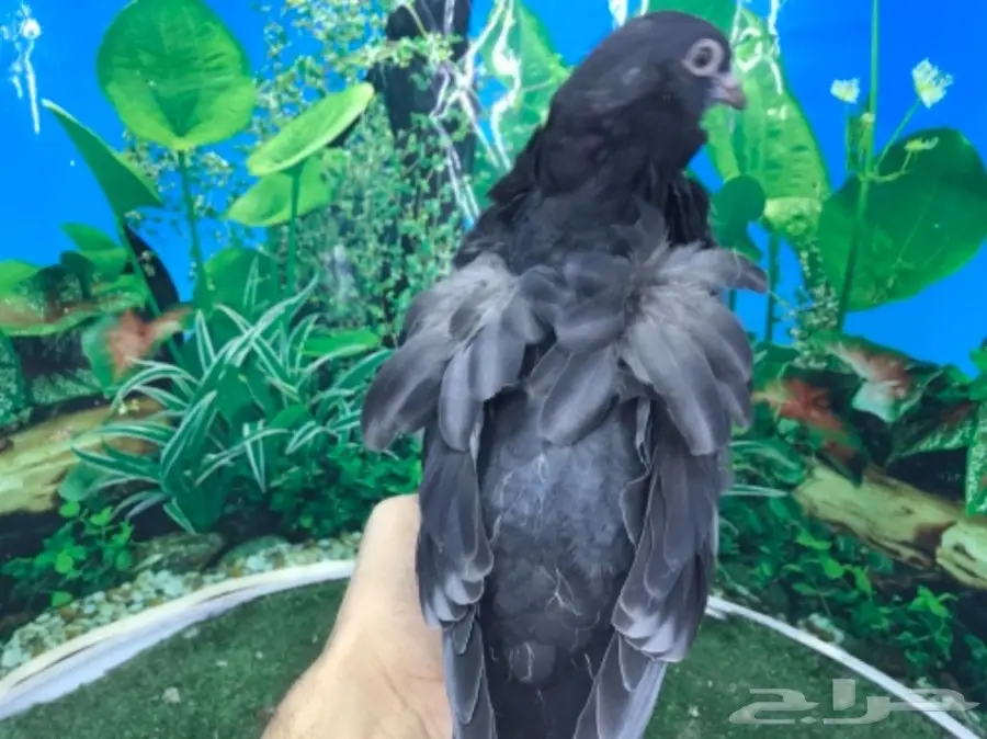 كشكشي  4  فردات (image 9)