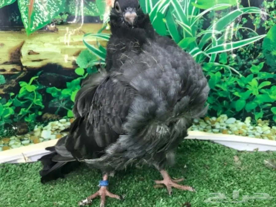 كشكشي  4  فردات (image 10)