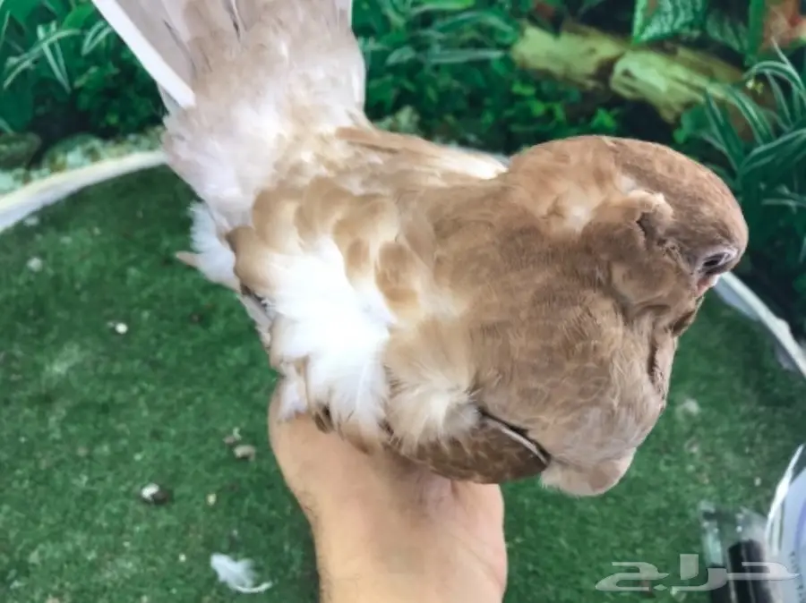 كشكشي  4  فردات (image 11)