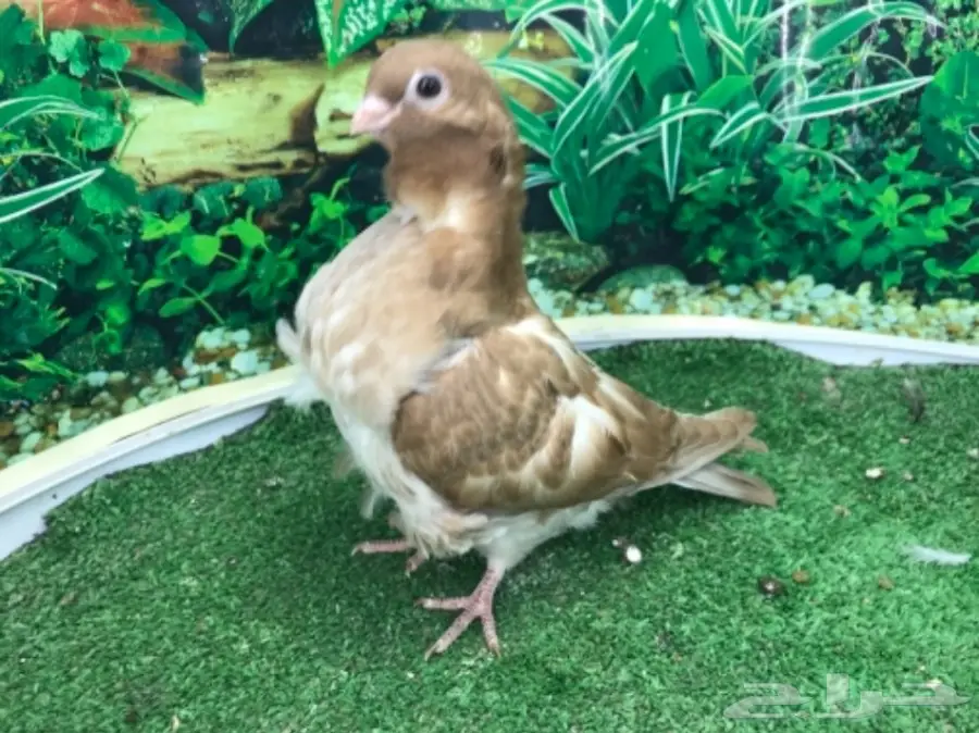 كشكشي  4  فردات (image 12)