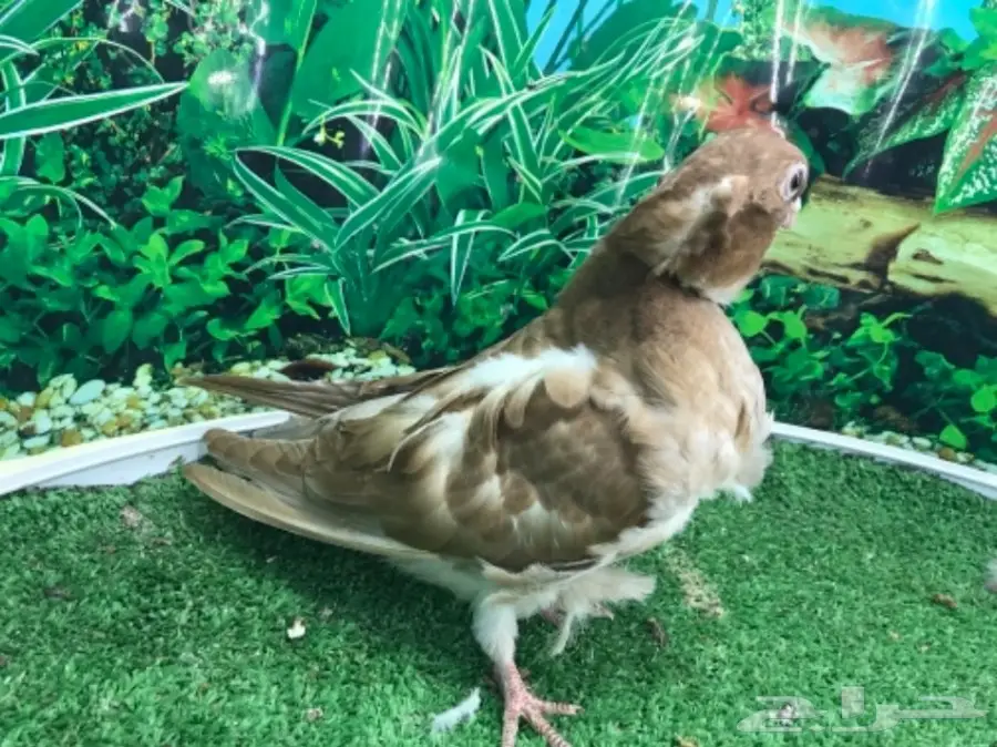 كشكشي  4  فردات (image 13)