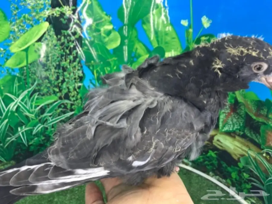 كشكشي  4  فردات (image 14)