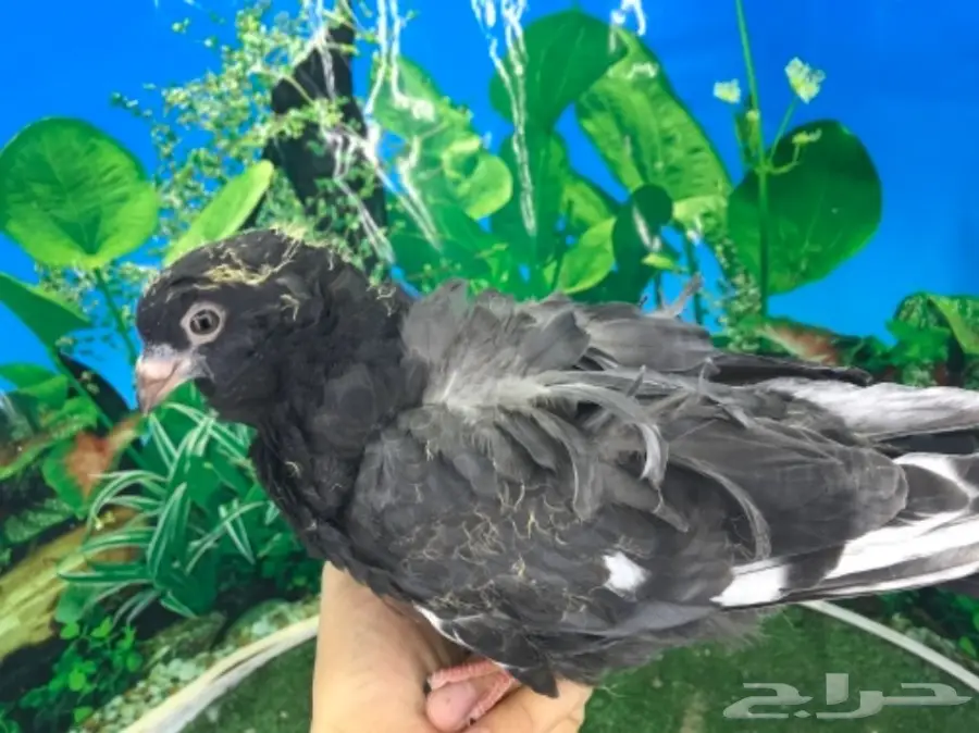 كشكشي  4  فردات (image 15)