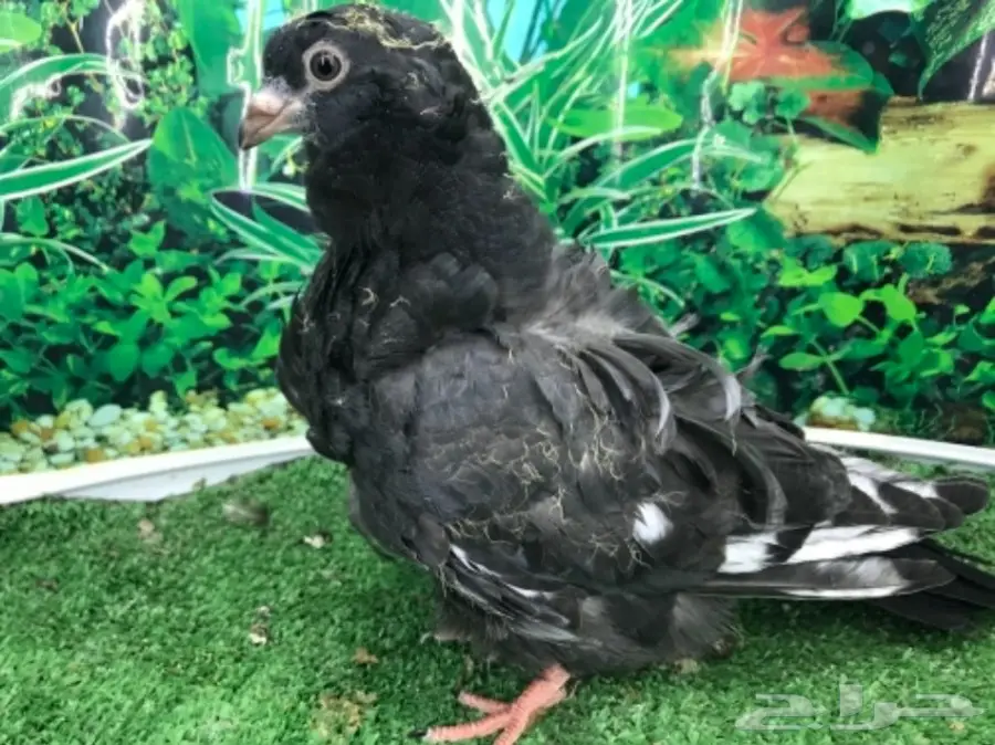 كشكشي  4  فردات (image 16)