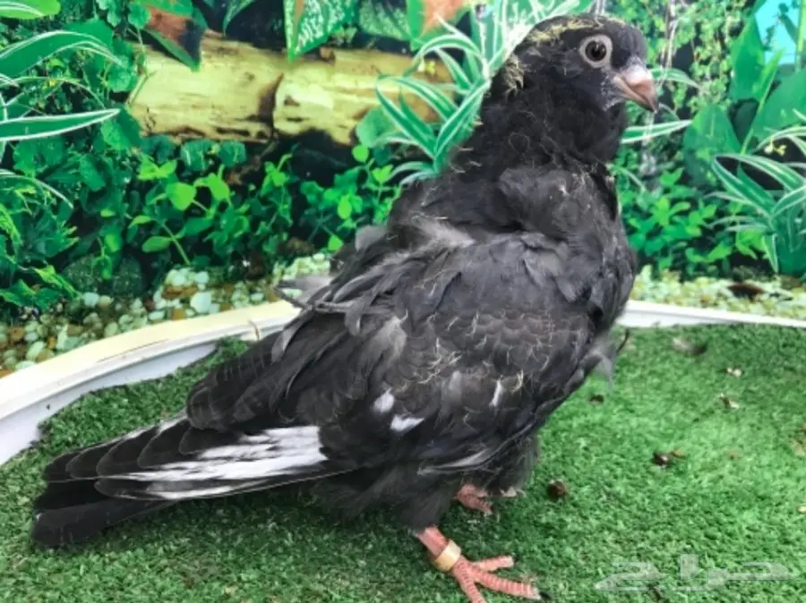 كشكشي  4  فردات (image 17)