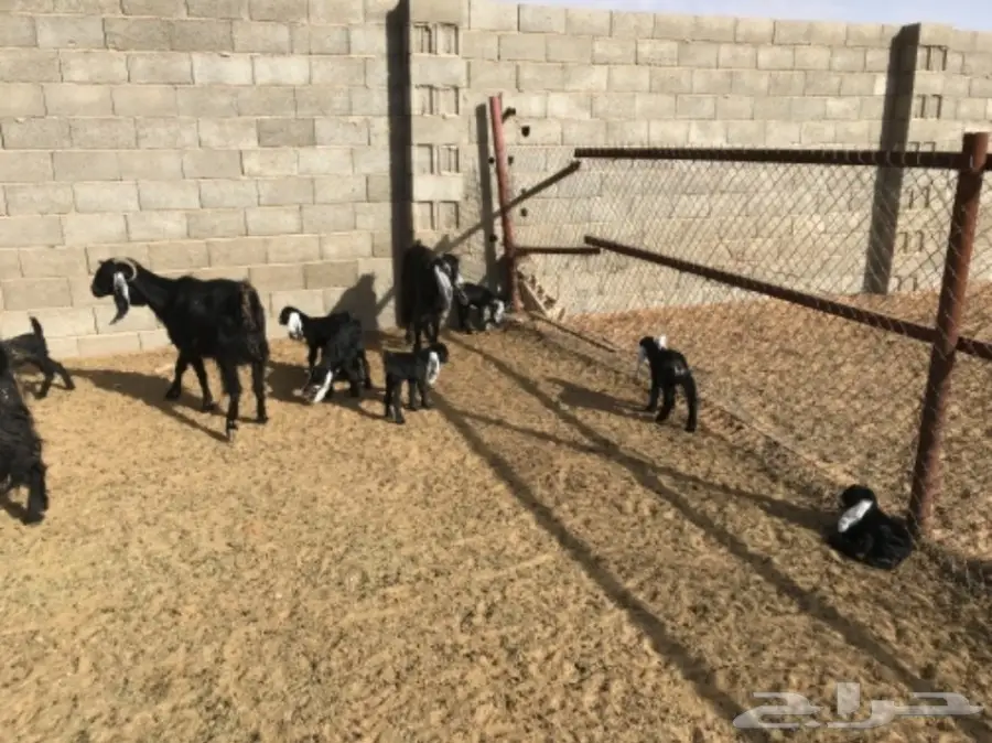 معزا مواليد عوارض 