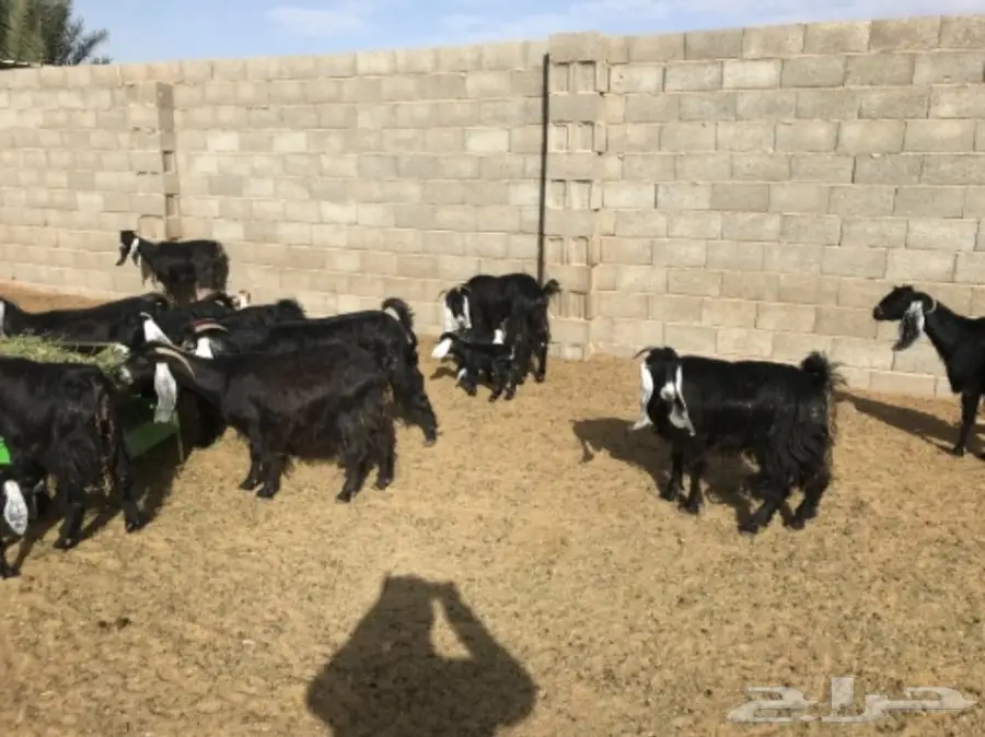 معزا مواليد عوارض  (image 1)