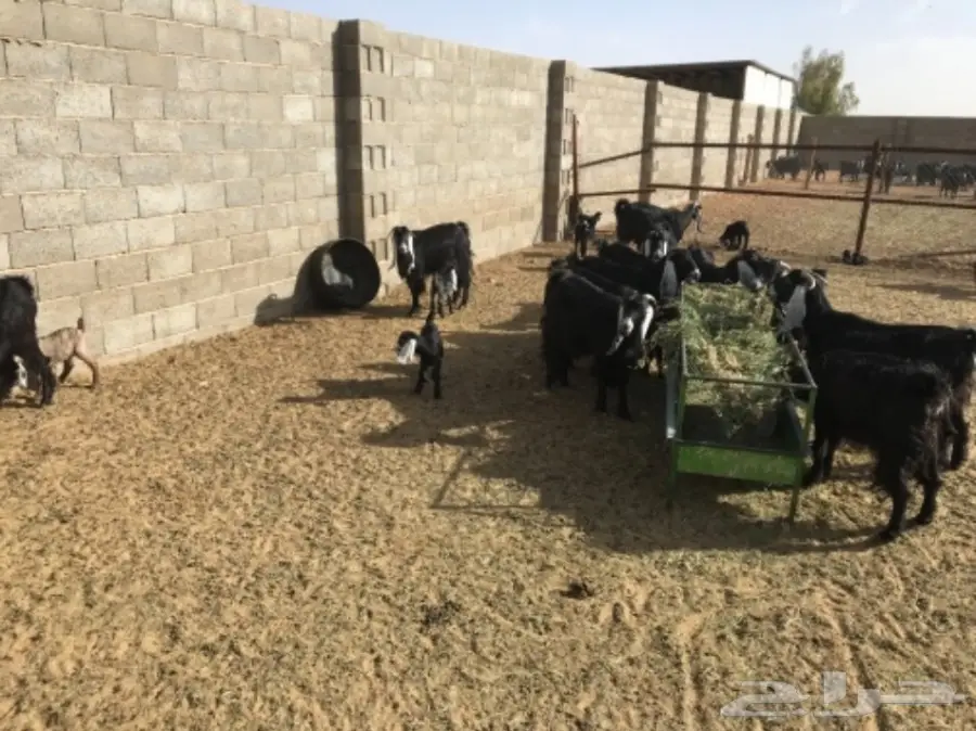 معزا مواليد عوارض  (image 2)