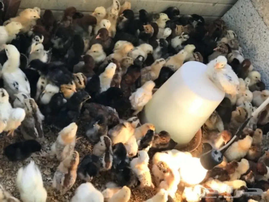 صوص بلدي وفيومي