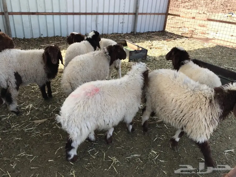 طليان ورخال نعيم