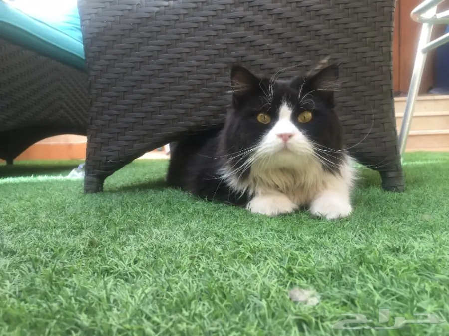 ( قطو - قط ) للبيع ذكر هاادي مرح 